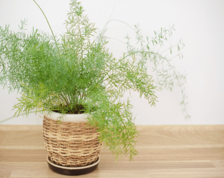 Asparagus Fern