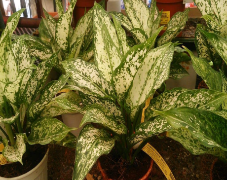 Chinese Evergreen