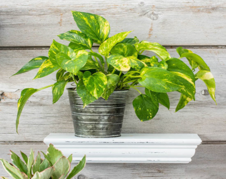 Golden Pothos