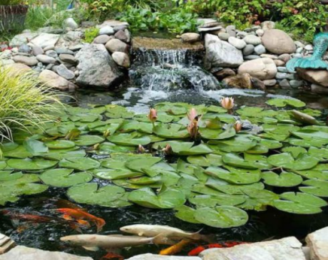 Lily Pad Pond Design