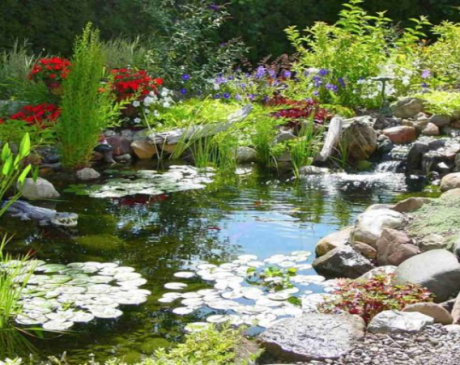 Lush Vegetation Pond Design