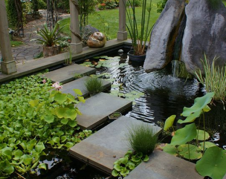 Oasis Pond Design