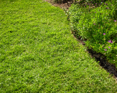 Plant Shade-Tolerant Grass