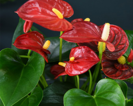 Red Anthurium