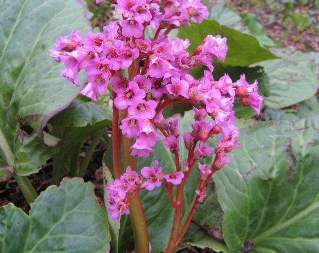 Bergenias