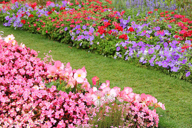 Flower garden with pink begonias and blue petunias.