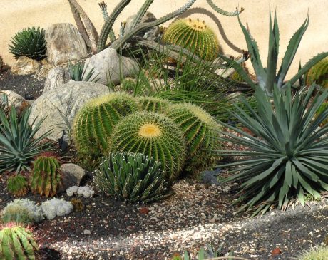 Cactus and Succulent Desert Landscape