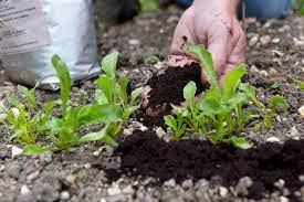 Coffee Grounds as Mulch