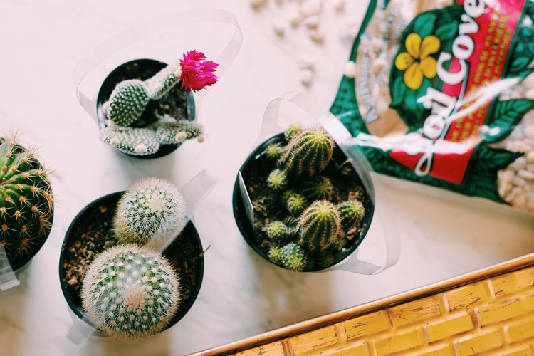 Coffee Table with Cacti