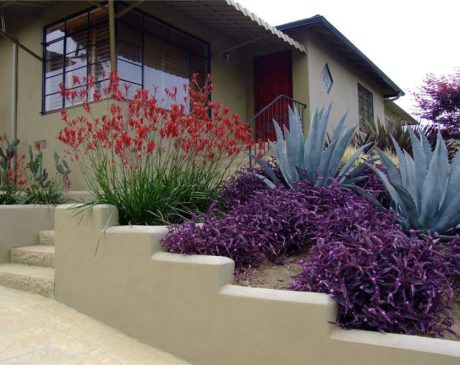 Colorful Drought Tolerant Plants Landscaping