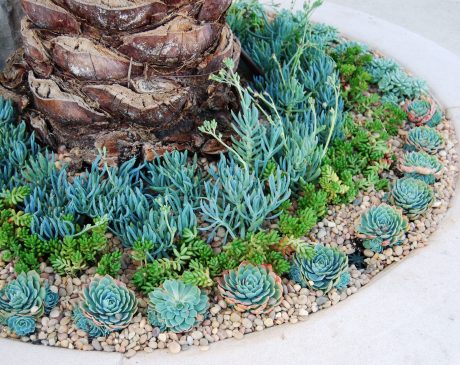 Colorful Succulents Landscaping