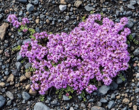 Creeping Phlox