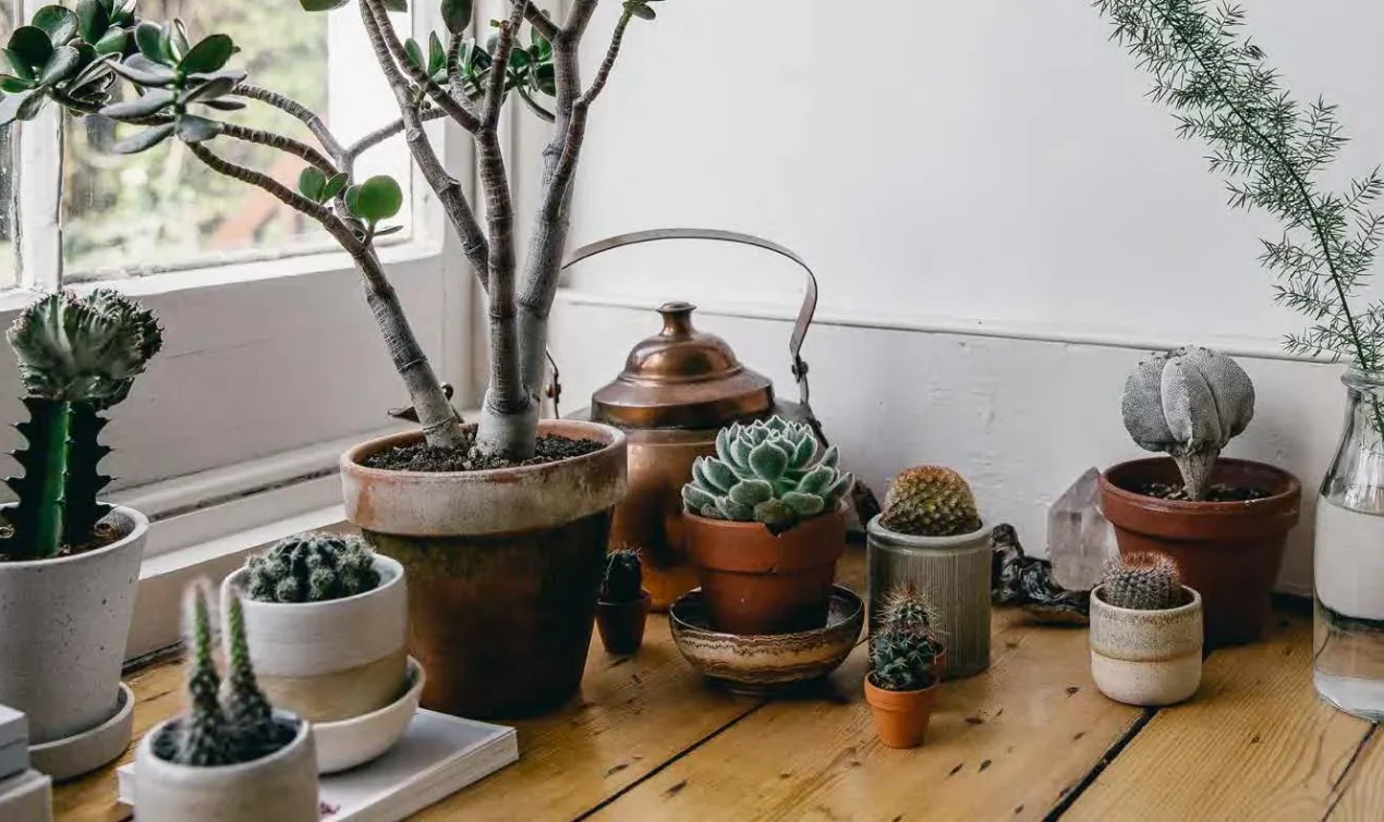 Decorate with Succulents .jpg