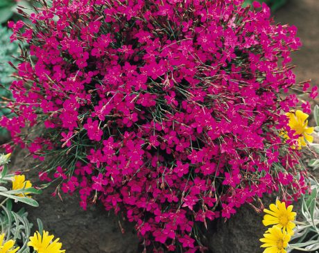 Dianthus Deltoides