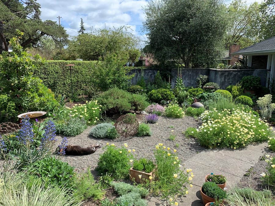 Drought Tolerant Backyard Idea