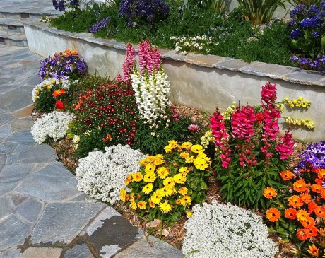 Drought Tolerant Flowering Perennial Landscape