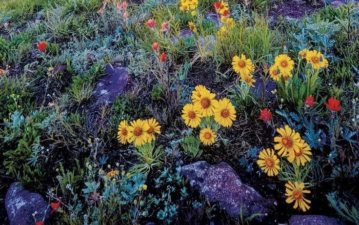 Give Wildflowers a Chance