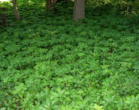 Japanese Spurge