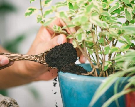 Mistakes to Avoid While Using Coffee Grounds