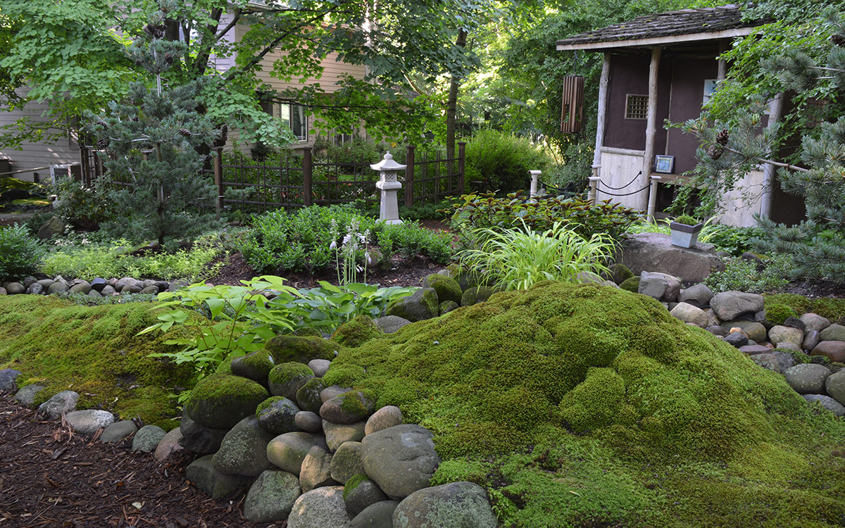 Moss for Low Maintenance Backyard