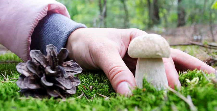 Mushroom Plucking