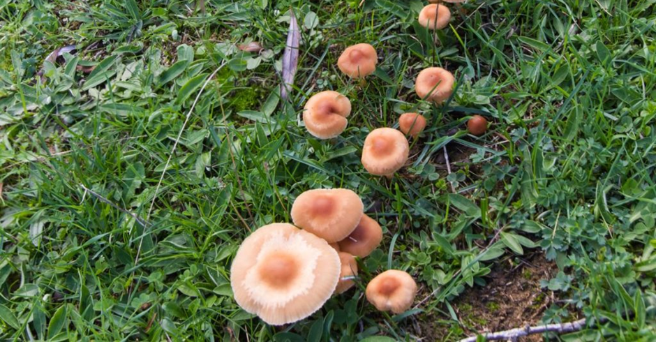 Mushroom at a Glance