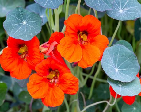 Nasturtium