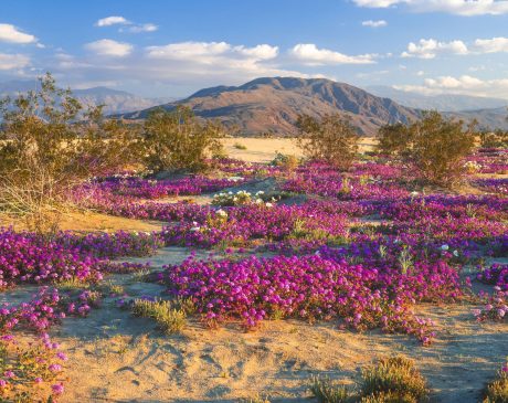 Native Wildflower Landscape