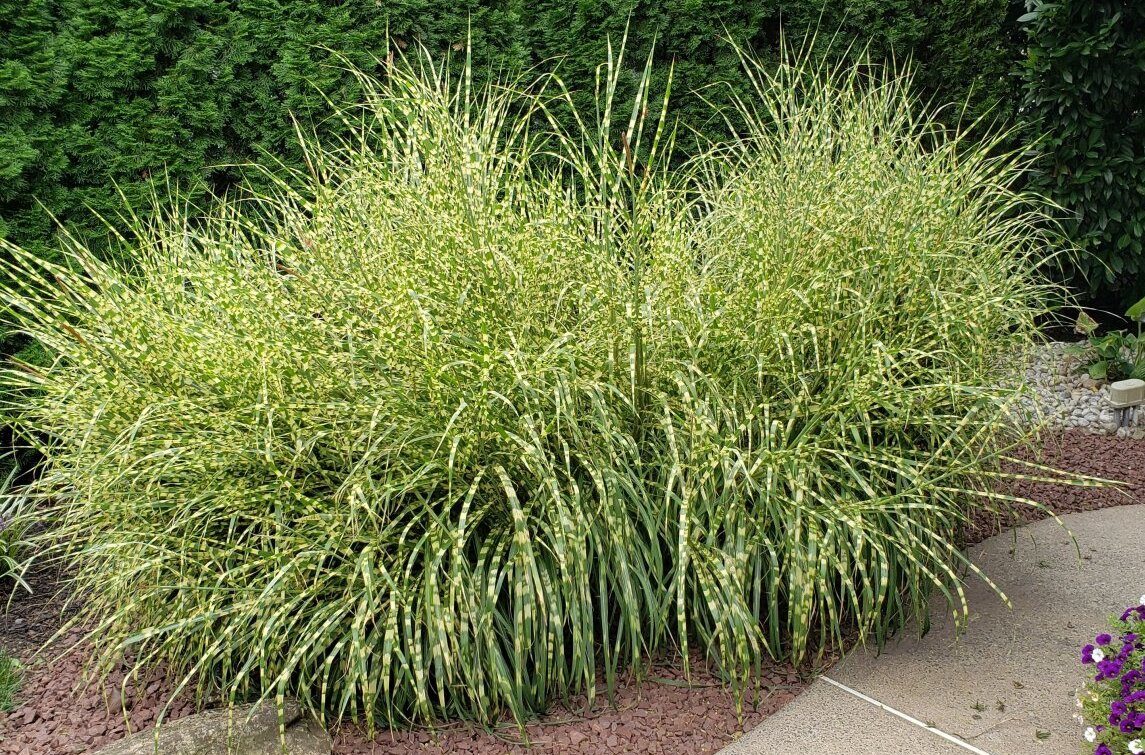 Ornamental Grass