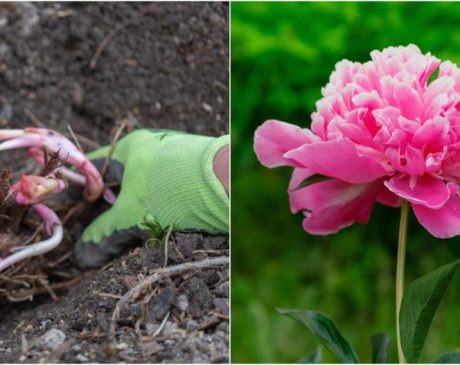 Planting the Tree Peony