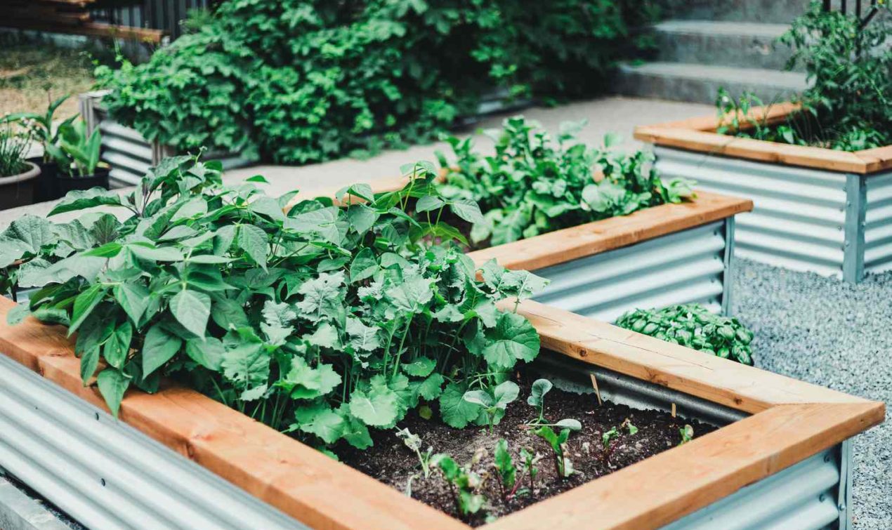 Raised Planter Gardens