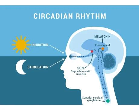 Role of Melatonin in Sleep Regulation