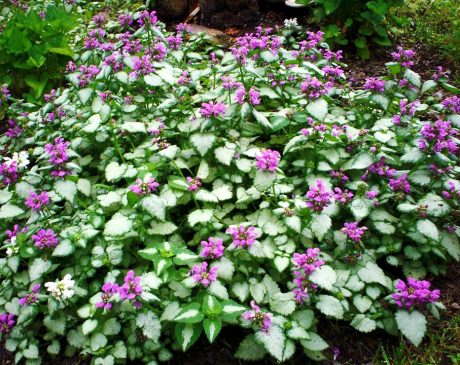 Spotted Dead Nettle