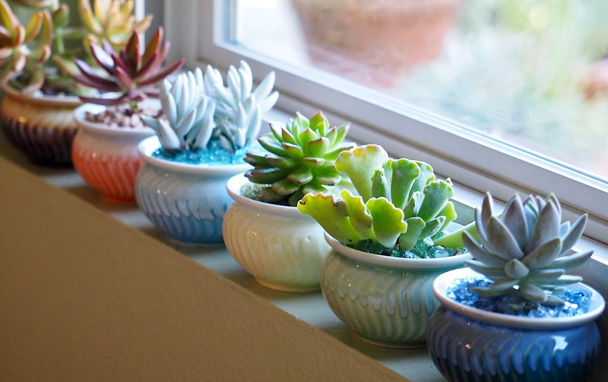 Succulent Arrangement