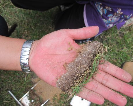 Thatch the Lawn’s Roots