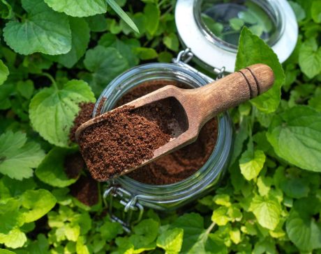 The Affect of Coffee Grounds on Plants