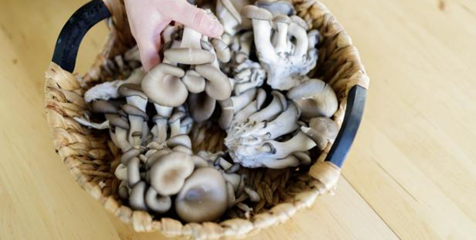 The Proper Way to Dispose Mushrooms