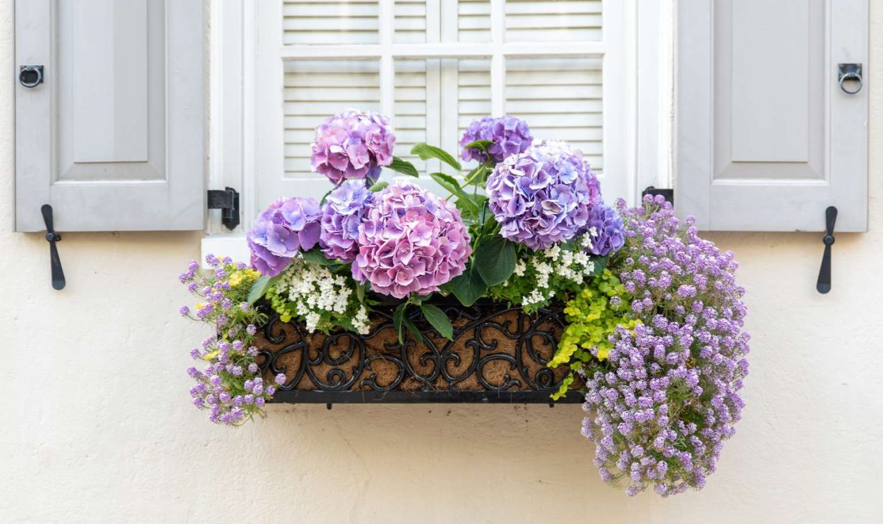 Usage of Blue-Shade Flowers