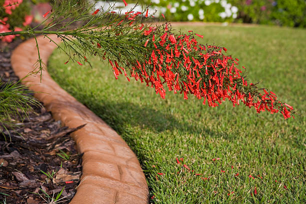 Landscaped, Red Firecracker Bush