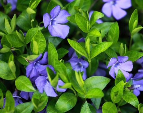 Vinca Minor