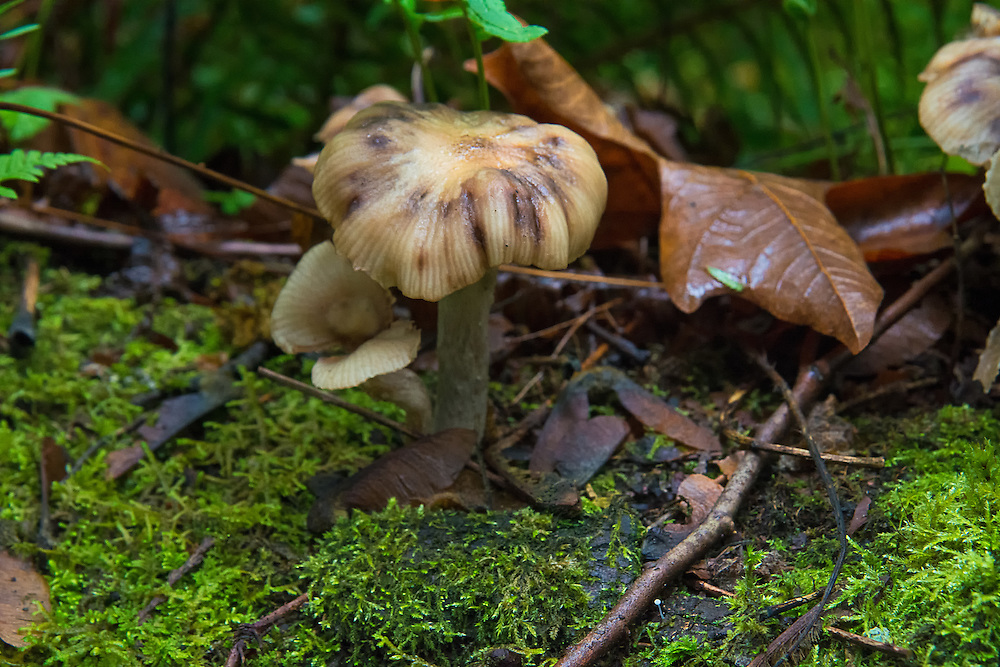 Honey Mushroom