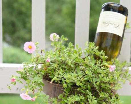 Wine Bottle Plant Waterer