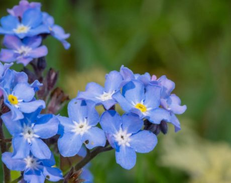 forget-me-nots