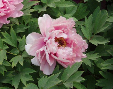 plays a major role in growing your Tree Peonies