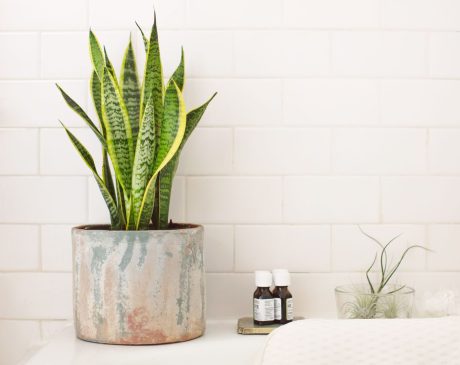 The Best Shower Plants You Can Get (And Why You Should)
