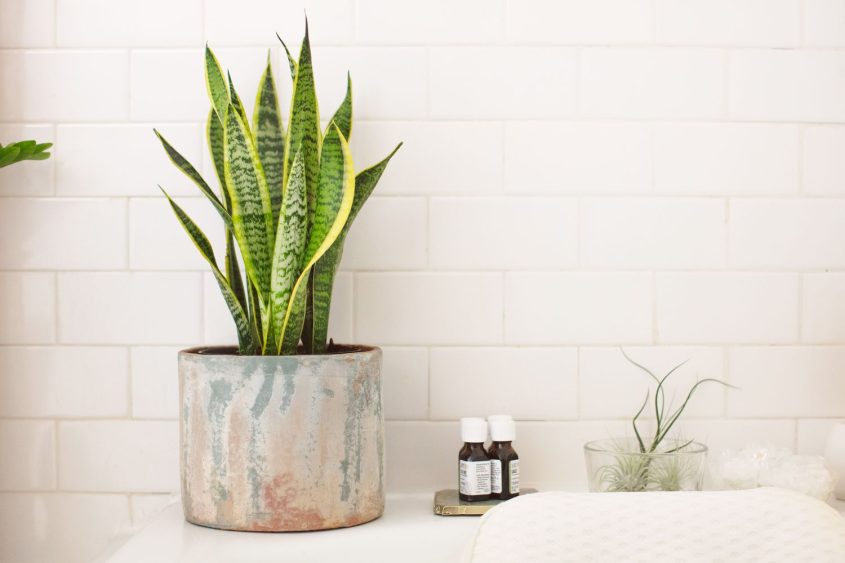 24 Shower Plants That Will Freshen Up Your Daily Showers