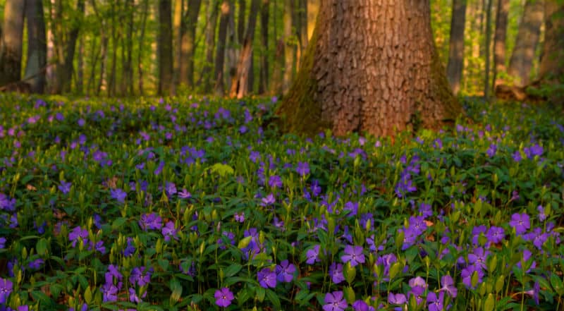 20 Must-Have Evergreen Ground Cover Plants for Your Garden