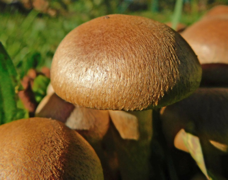 How to Clear Your Yard of Unwanted Mushrooms