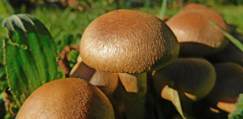 How to Get Rid of Unwanted Mushrooms in Your Yard