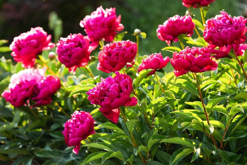 How to Grow and Care for Tree Peonies